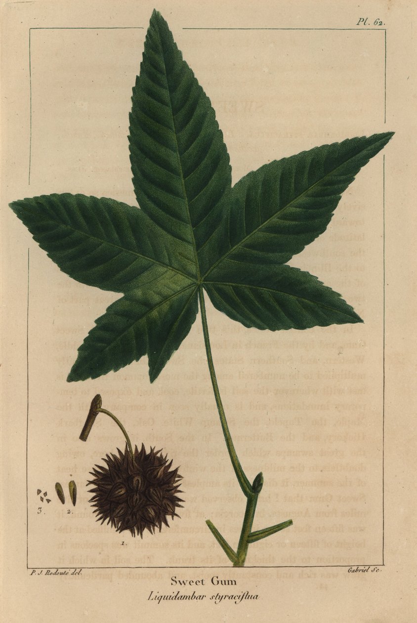 Drzewo gumy cukrowej, Liquidambar styraciflua (grawerowanie) autorstwa Pierre Joseph Redouté