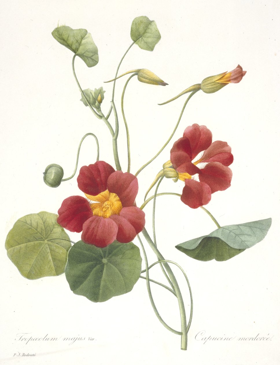 Tropaeolum majus (Garden Nasturtium), 1827 autorstwa Pierre Joseph Redouté