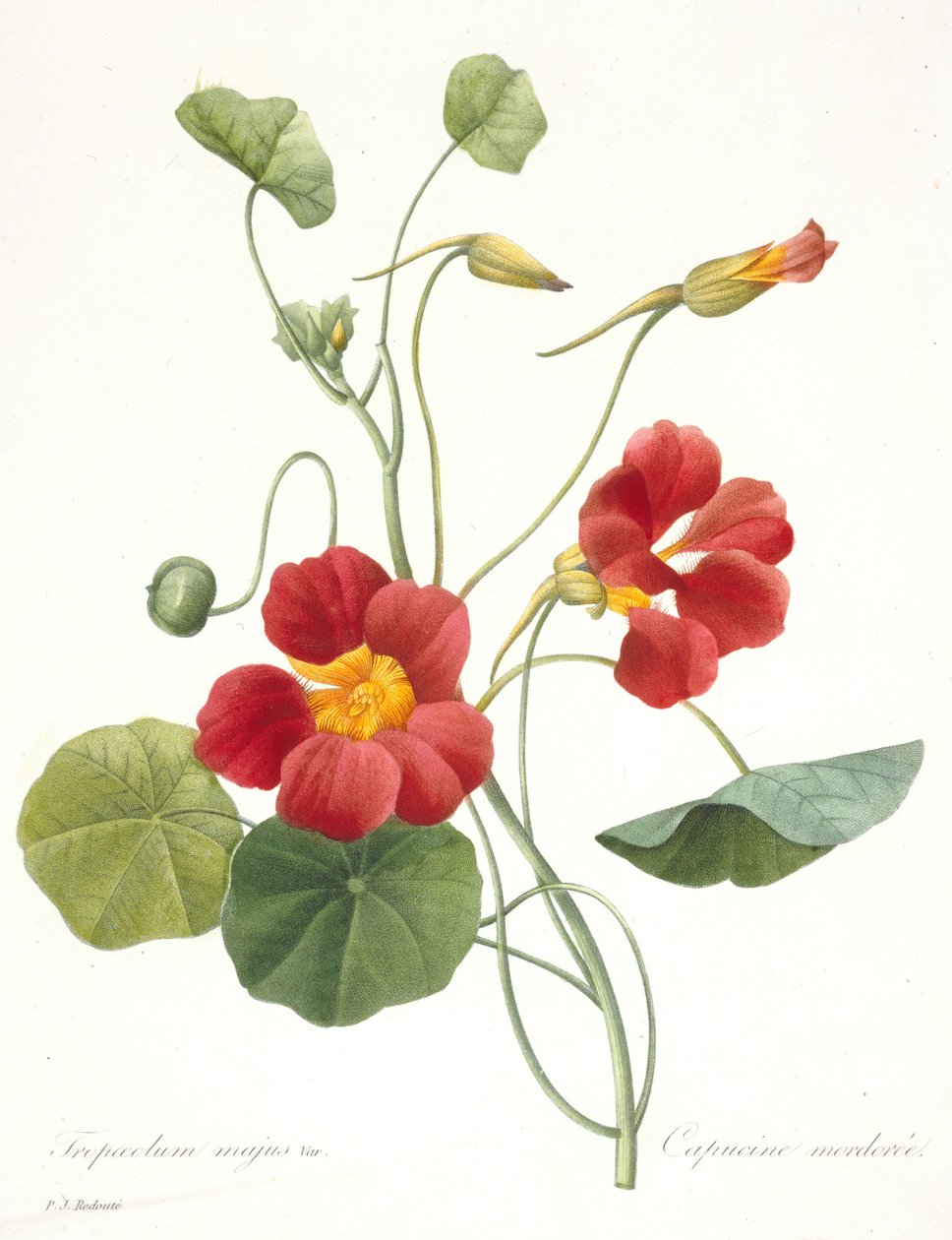 Tropaeolum majus Ogród Nasturcja, 1827. autorstwa Pierre Joseph Redouté