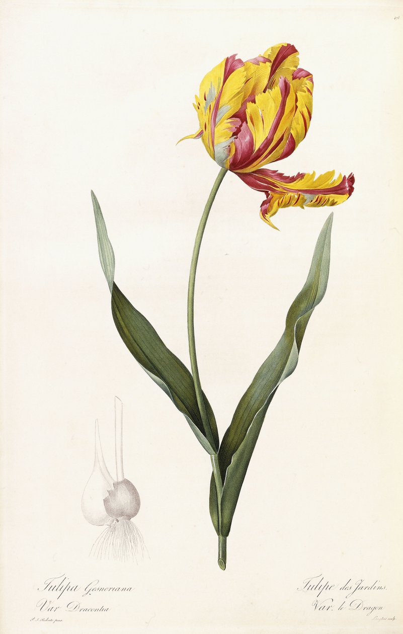Tulipa Gesneriana - Tulipan Ogrodowy autorstwa Pierre Joseph Redouté