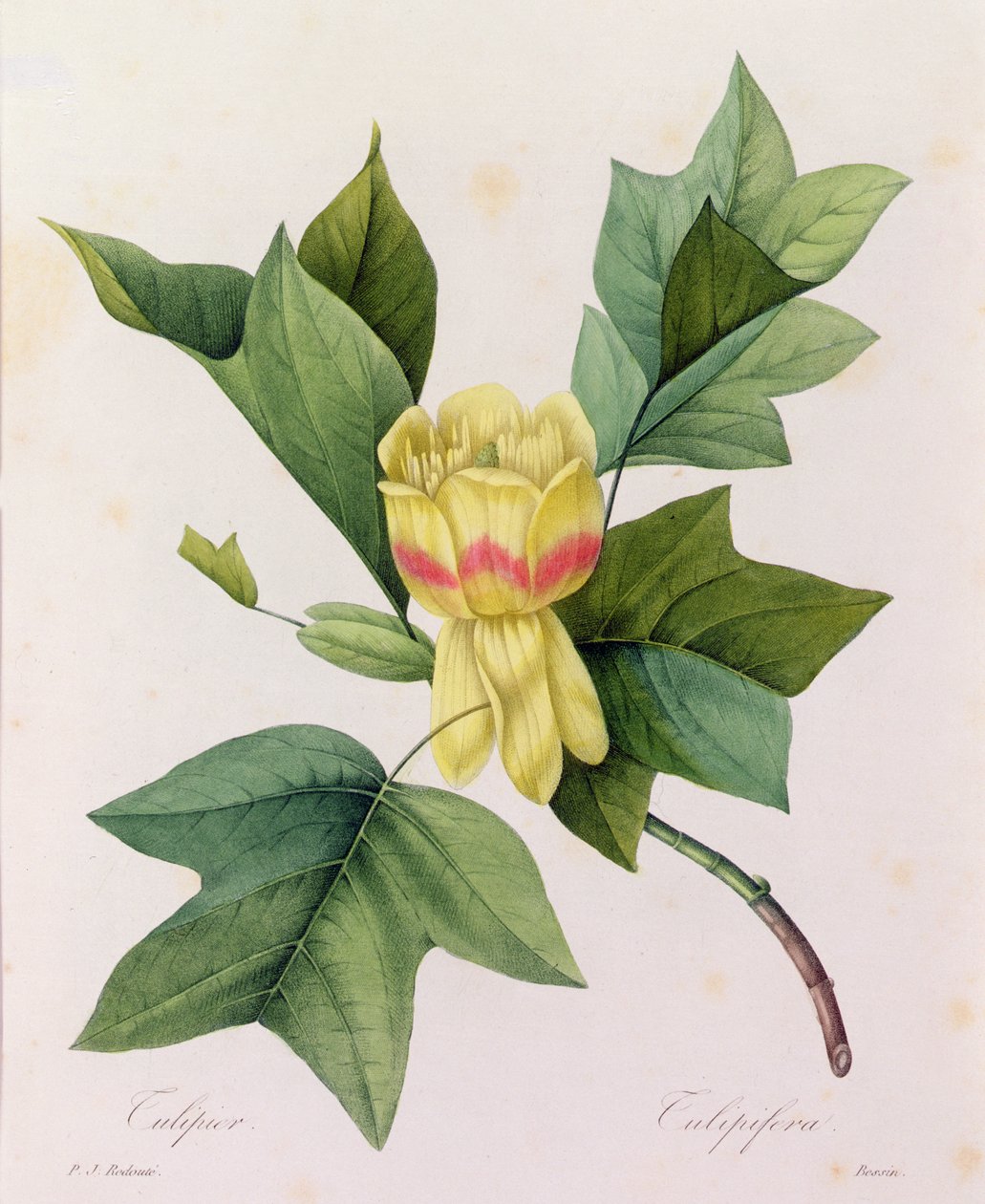Tulipifera (kolorowy grawer) autorstwa Pierre Joseph Redouté