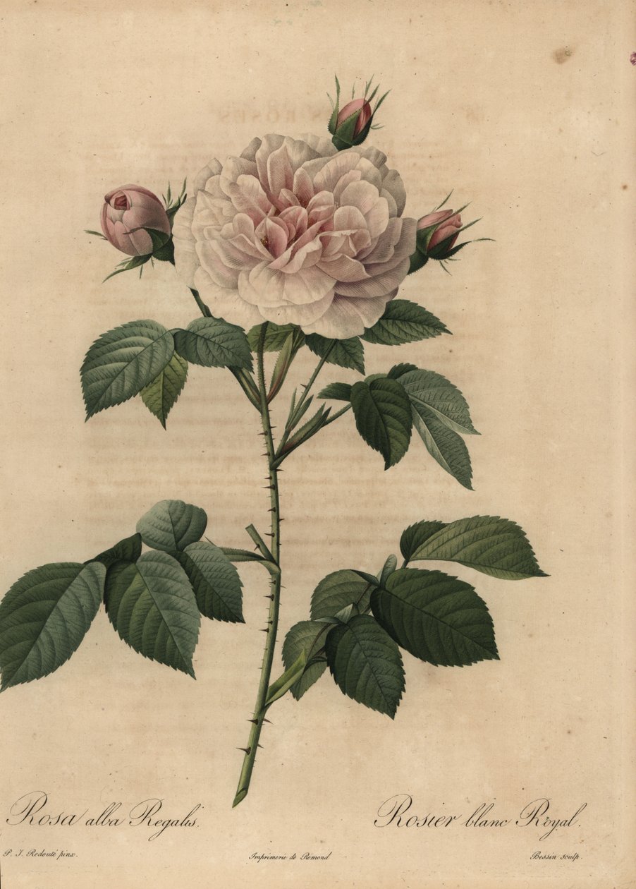 Hybryda z białą różą Royal, Rosa alba autorstwa Pierre Joseph Redouté