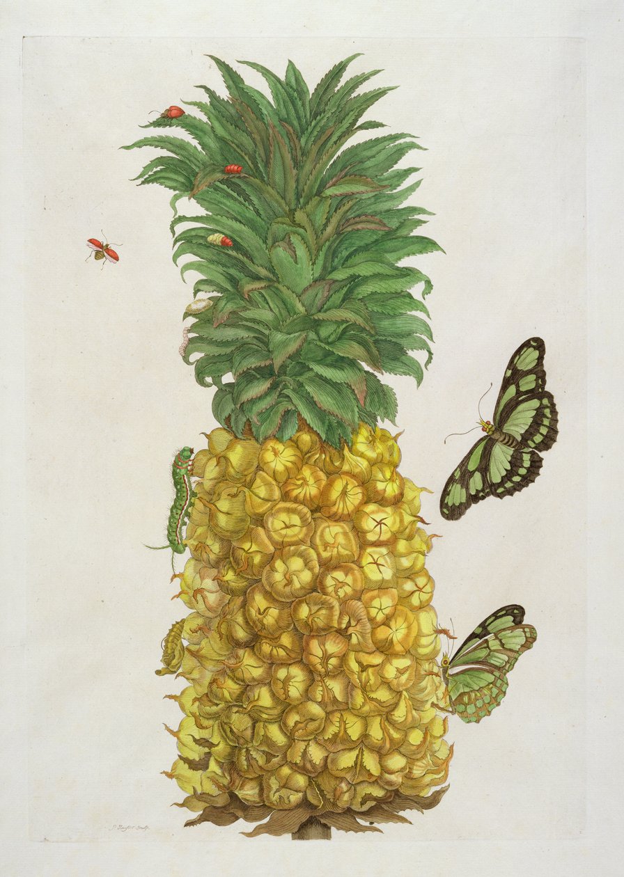 Ananas z gąsienicą i motylami (grawerunek ręcznie kolorowany) autorstwa Pieter Sluiter or Sluyter