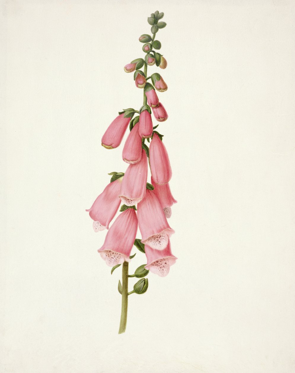 PD.101-1973f.50 Naparstnica (Digitalis purpura) (wc i gwasz na welinie) autorstwa Pieter Withoos