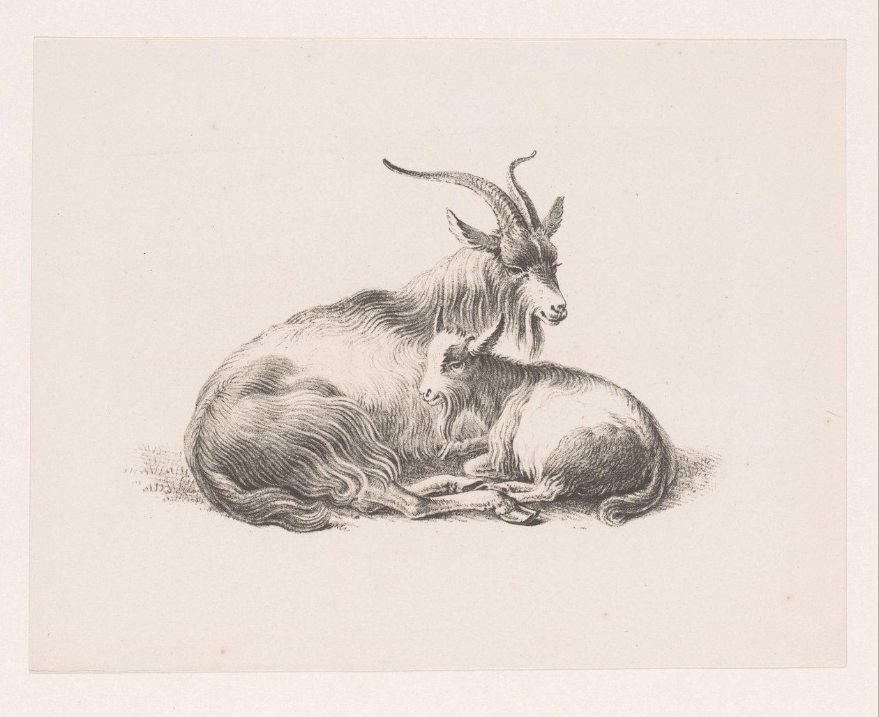 Buck i koza autorstwa Pieter Bartholomeusz. Barbiers
