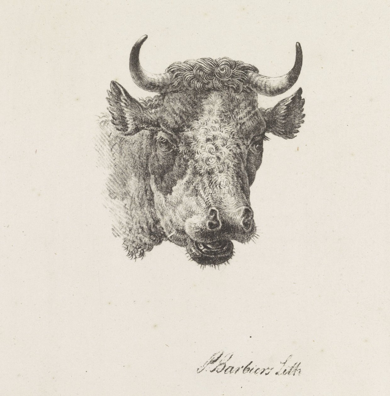 głowa byka autorstwa Pieter Bartholomeusz. Barbiers
