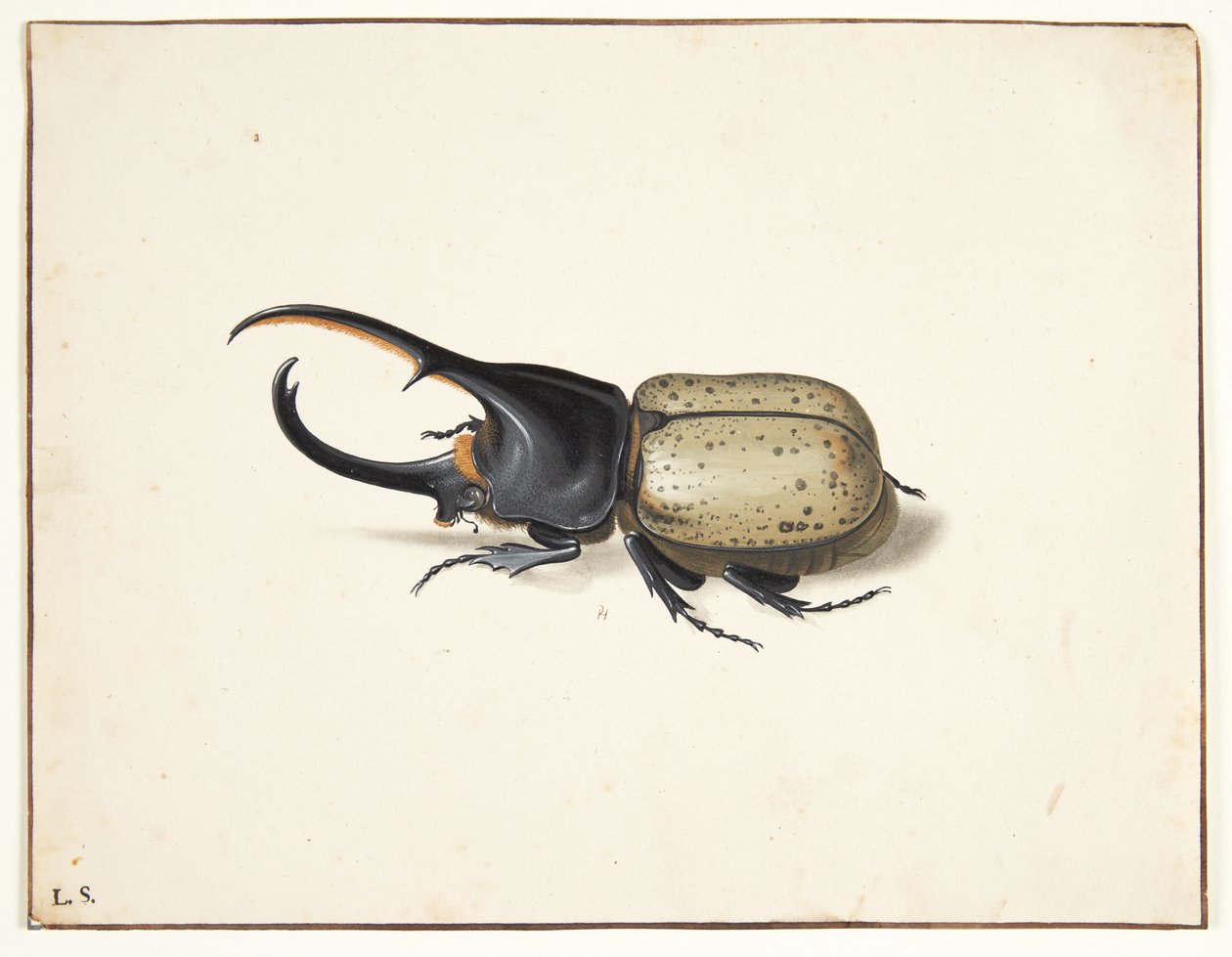 W herkulesbille (dynastes hercules) autorstwa Pieter Holsteijn