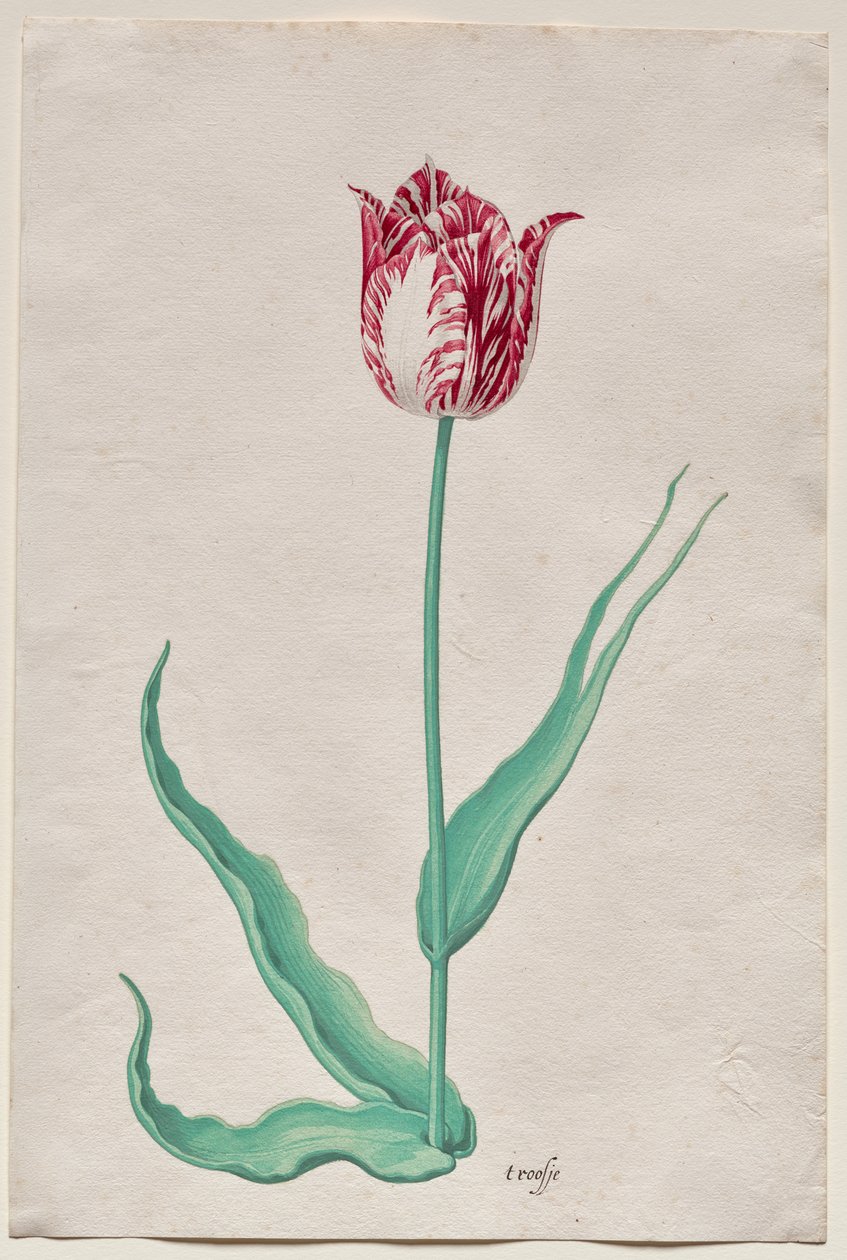 Studium tulipana (