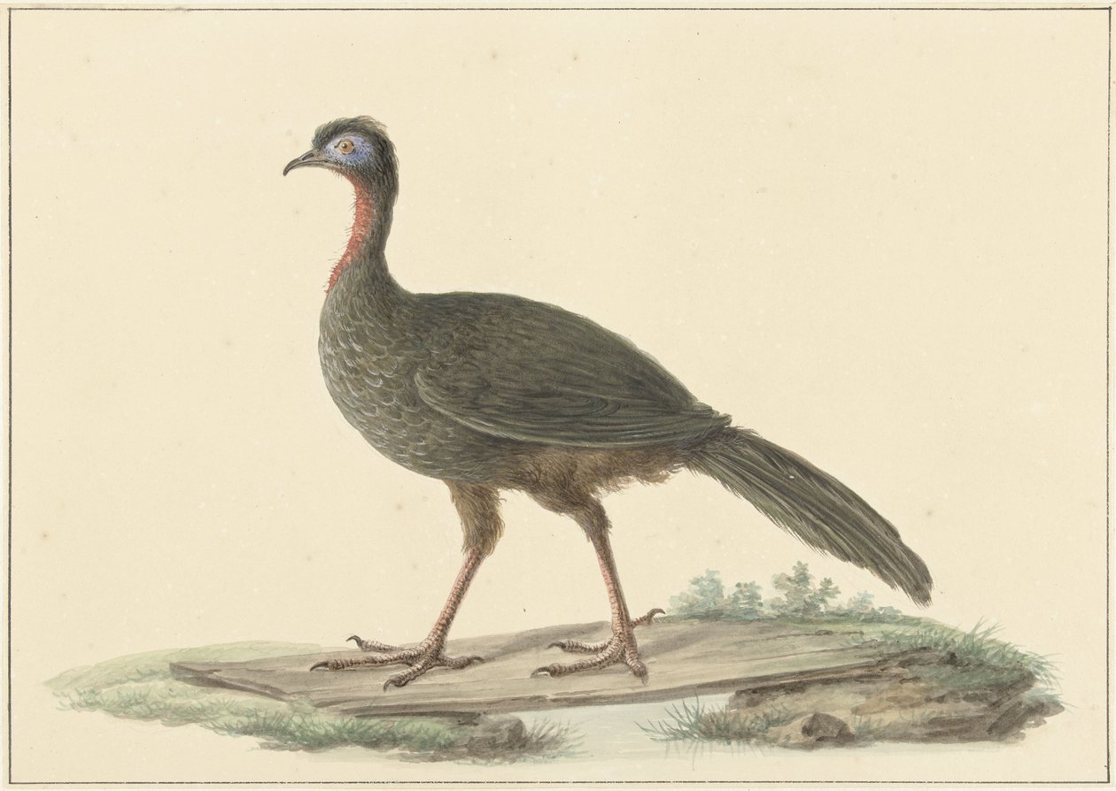 Marailsjakohoen (Penelope marail) autorstwa Pieter Pietersz. Barbiers