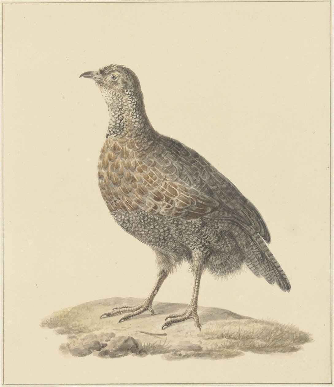 kuropatwa (?) autorstwa Pieter Pietersz. Barbiers