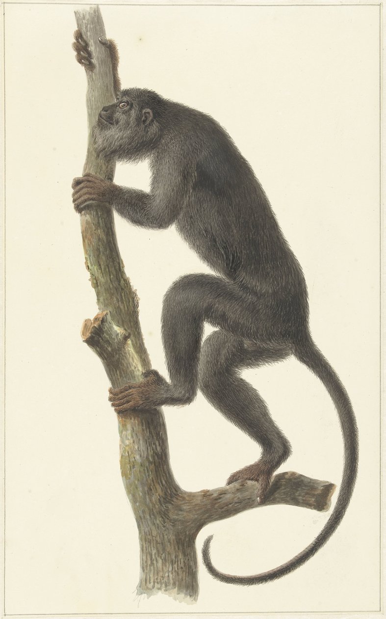 Wyjec czarny (Paragwaj) autorstwa Pieter Pietersz. Barbiers