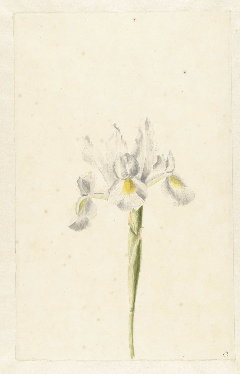 Irys biały (Iris albicans) autorstwa Pieter Withoos (circle of)