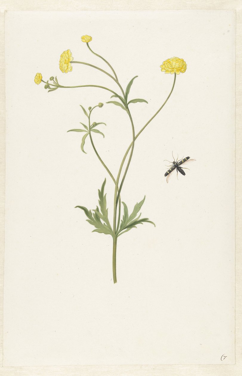 Podwójny żółty ranunculus i owad autorstwa Pieter Withoos (possibly)