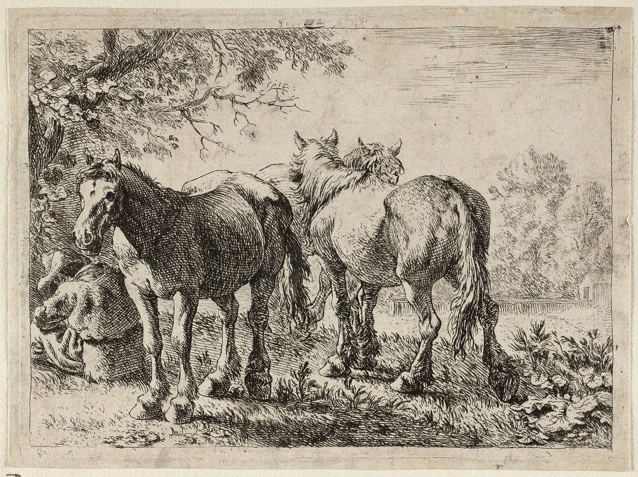 Trzy konie na polu autorstwa Pieter van Laer