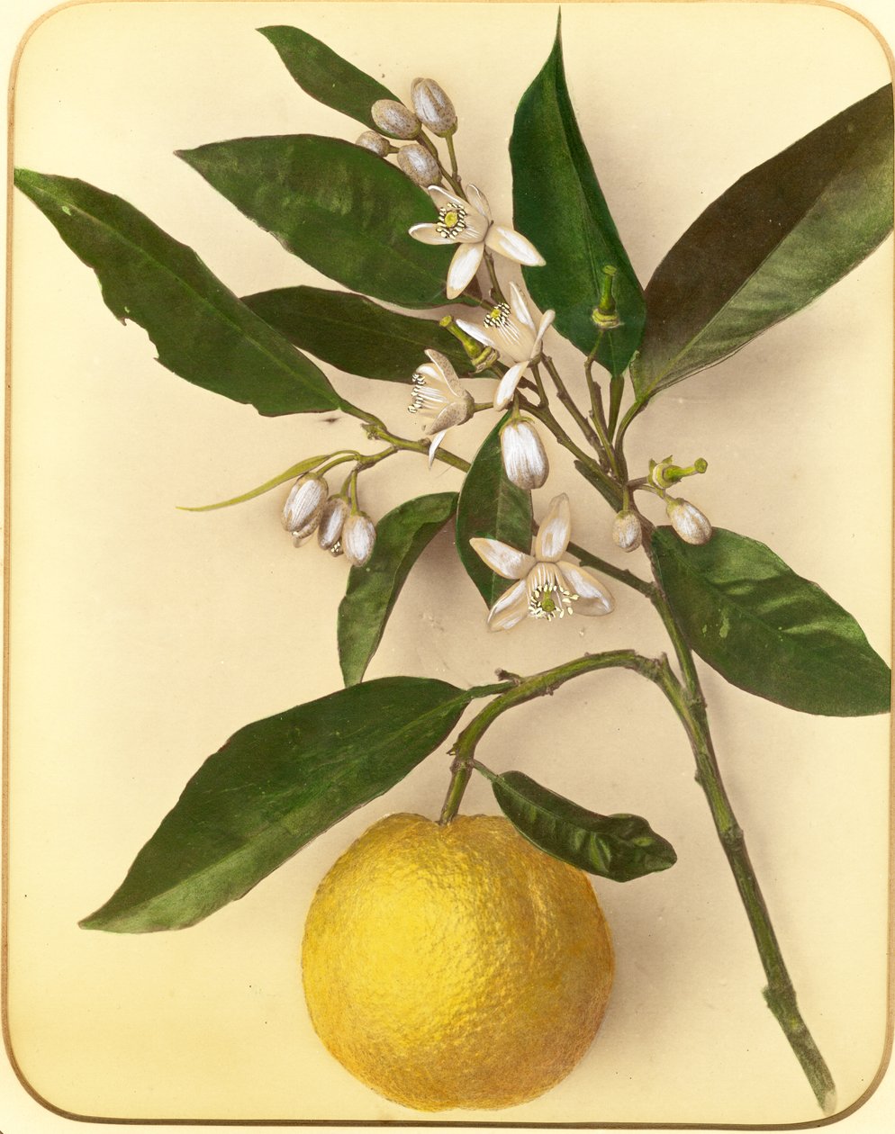Cytryna, lata 70. XIX w. (odbitka albenowa) autorstwa Pietro Guidi