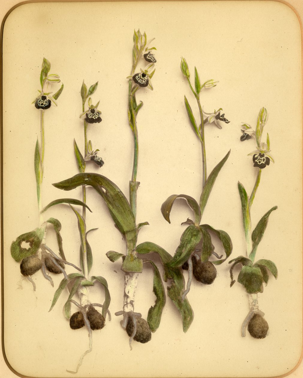 Dzika orchidea, lata 70. XIX w. (odbitka albuminowa) autorstwa Pietro Guidi