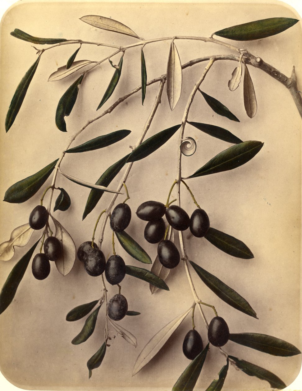 Oliwki, lata 70. XIX wieku (druk albumowy) autorstwa Pietro Guidi