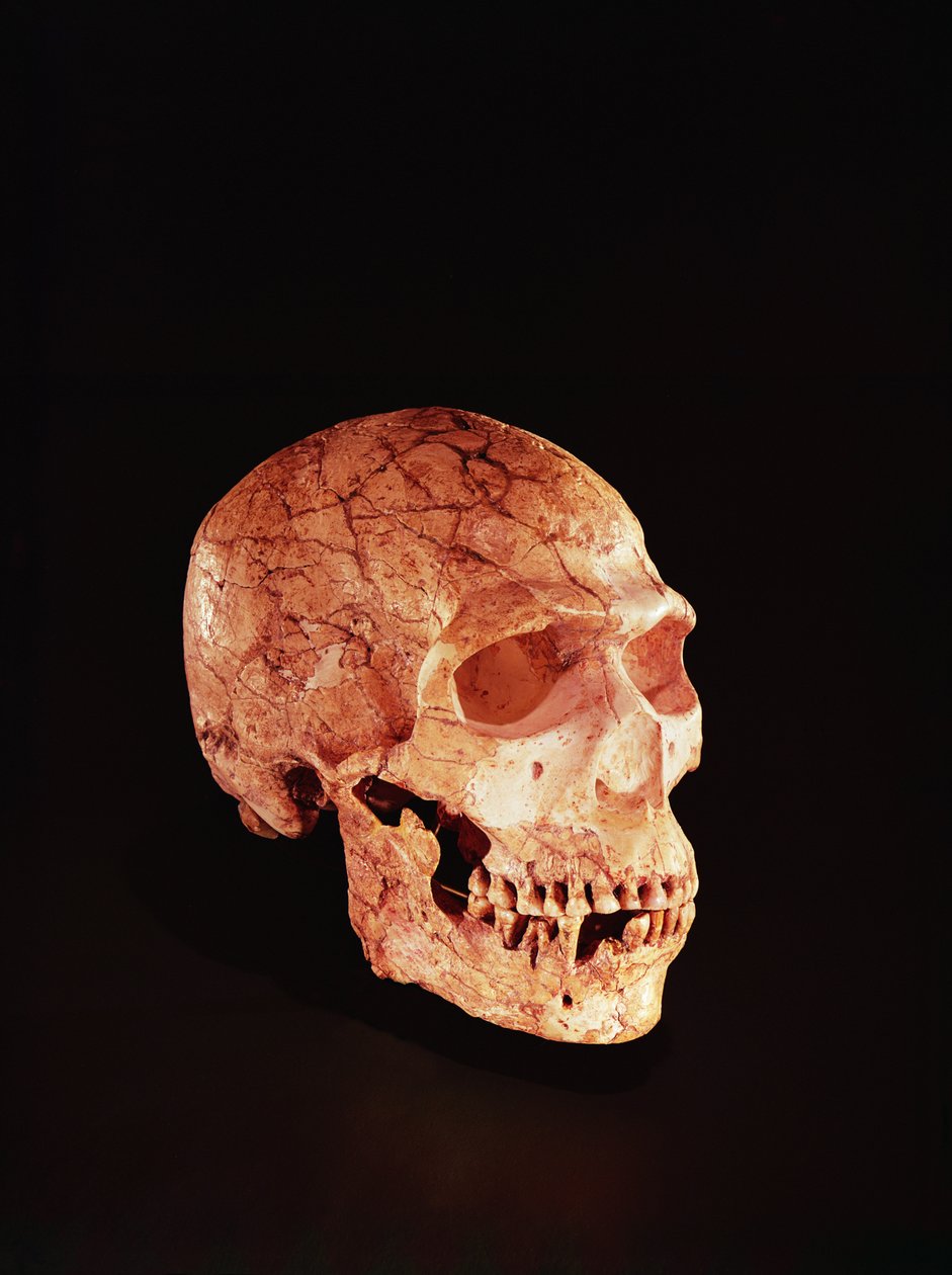 Czaszka neandertalczyka, odkryta na górze Karmel, Palestyna ok. 1920 r. (kość) autorstwa Prehistoric