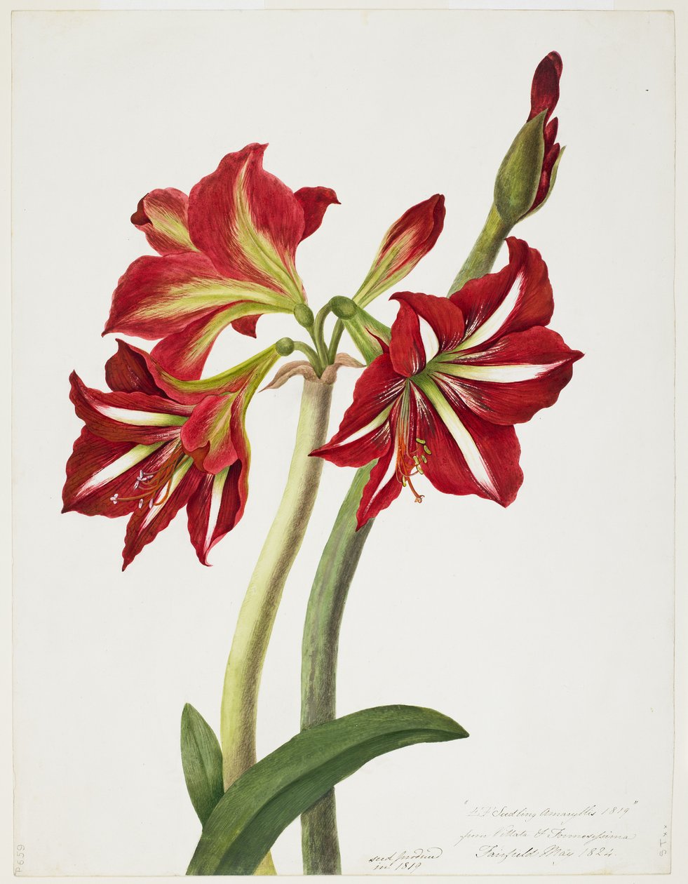 EF Sadzonka Amaryllus, maj 1824 autorstwa Priscilla Susan Bury