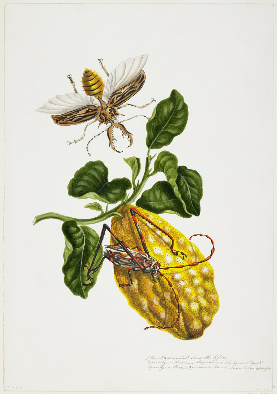 Cytryna i owady autorstwa Priscilla Susan Bury