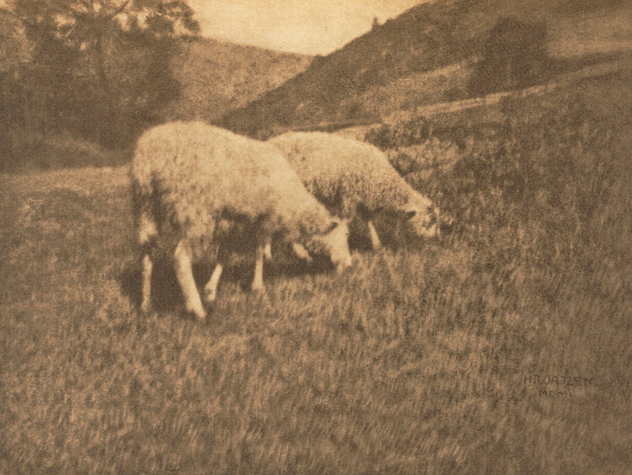 Praca z kamerą: Owca, 1906. autorstwa Professor Hans Watzek