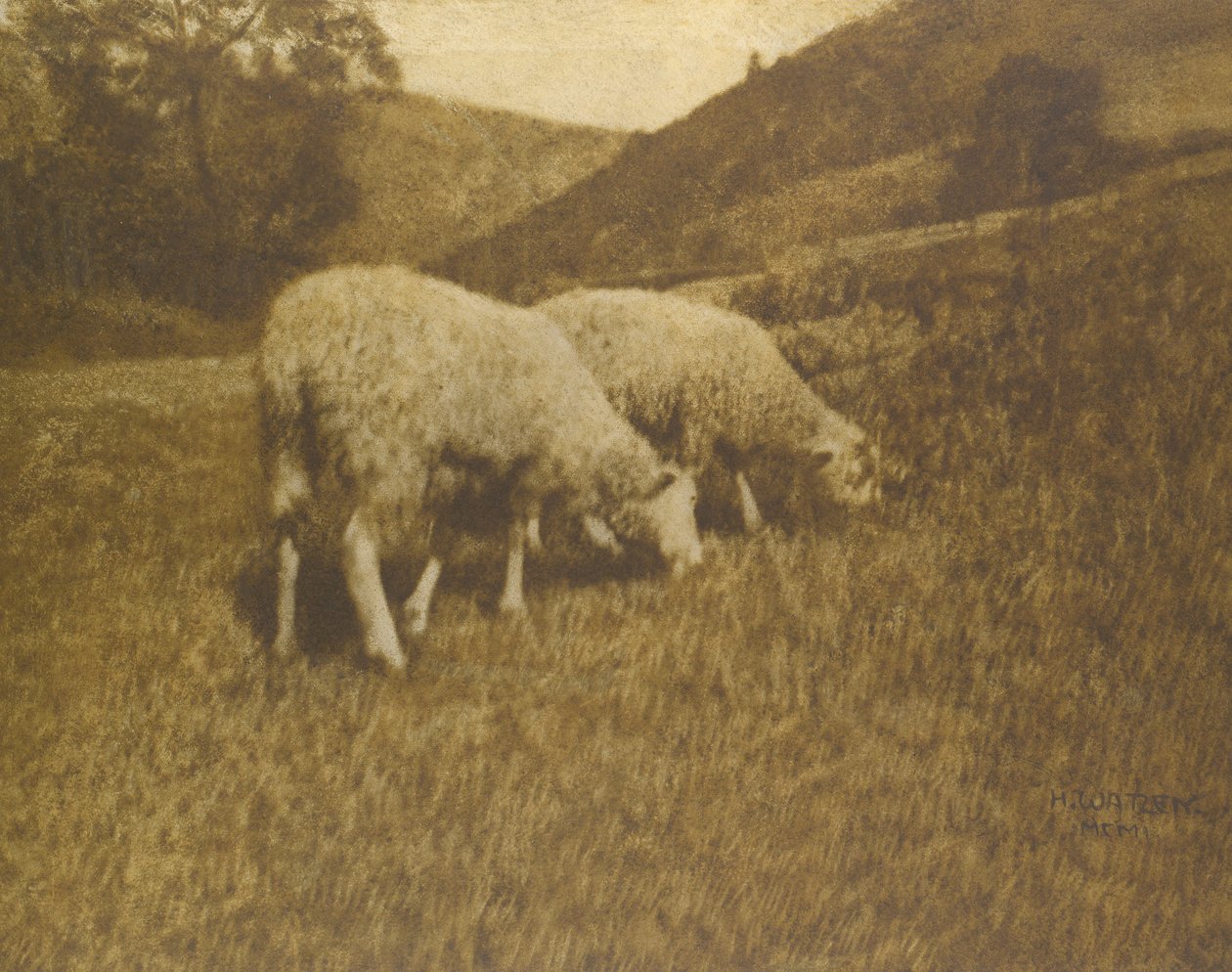 Owca, 1901. autorstwa Professor Hans Watzek