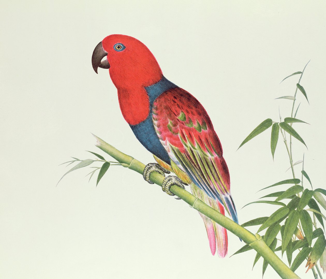 Eclectus Parrot, na pędzie bambusa, okres Ch