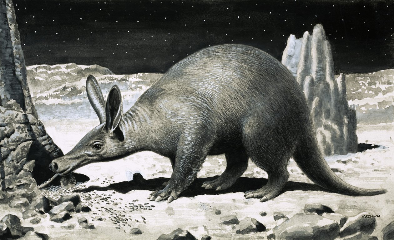 Aardvark autorstwa R.B. Davis