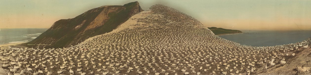 Gannets, Cape Kidnappers, N.Z. autorstwa R. P. Moore