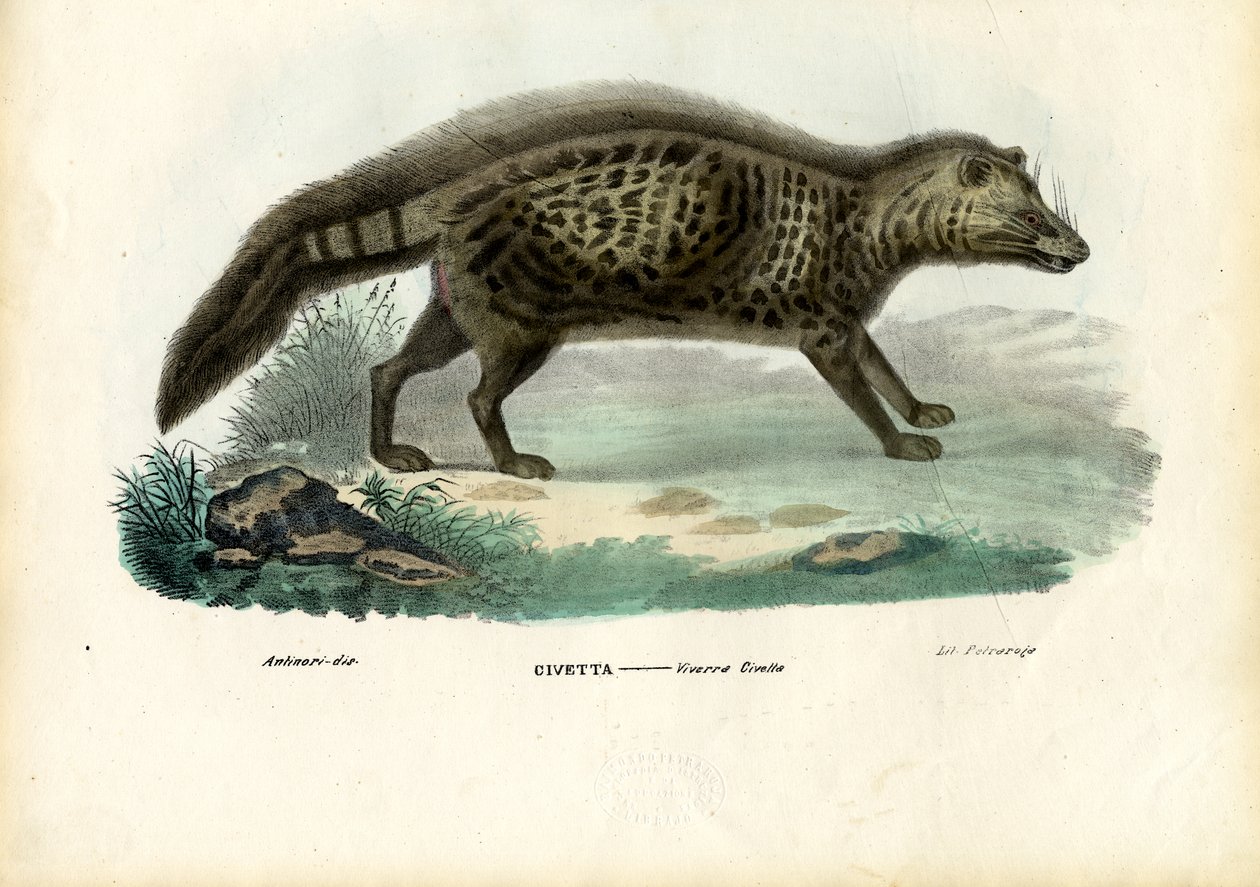 cywet afrykański, 1863-79 autorstwa Raimundo Petraroja