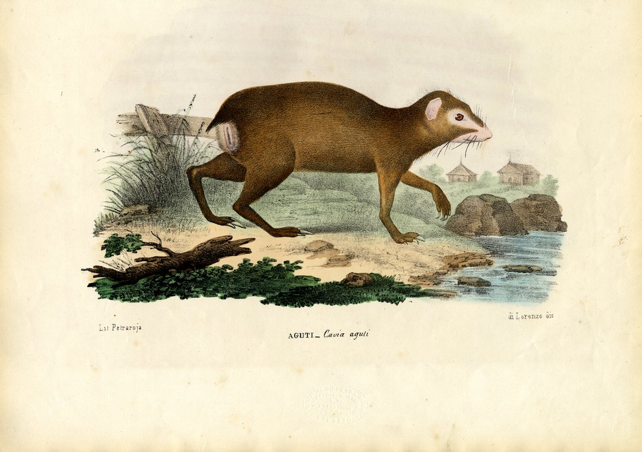 Aguti, 1863-79 autorstwa Raimundo Petraroja
