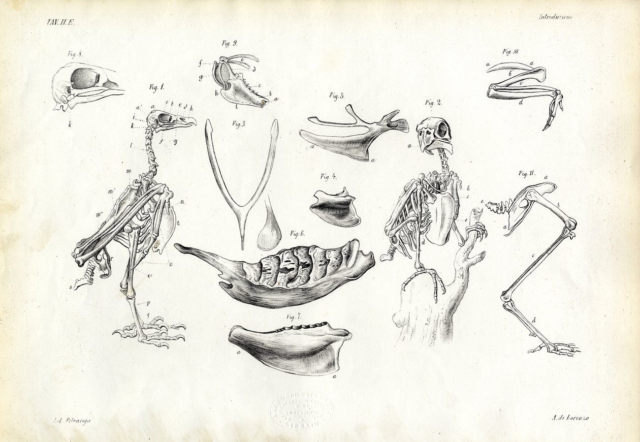 Anatomia, 1863-79 autorstwa Raimundo Petraroja