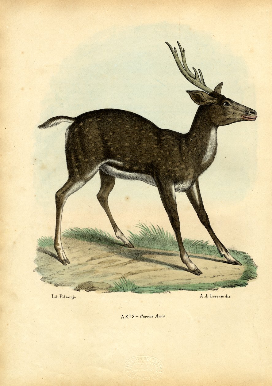 Osiowe jelenie, 1863-79 autorstwa Raimundo Petraroja