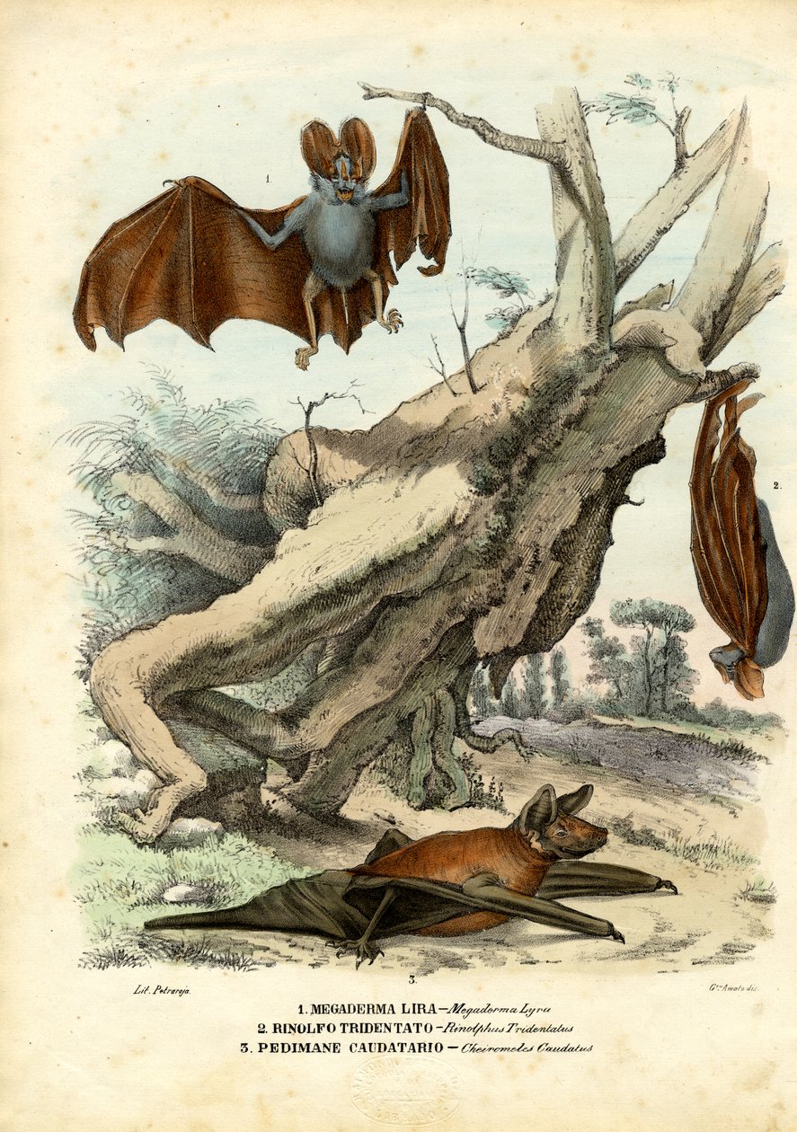 Nietoperze, 1863-79 autorstwa Raimundo Petraroja