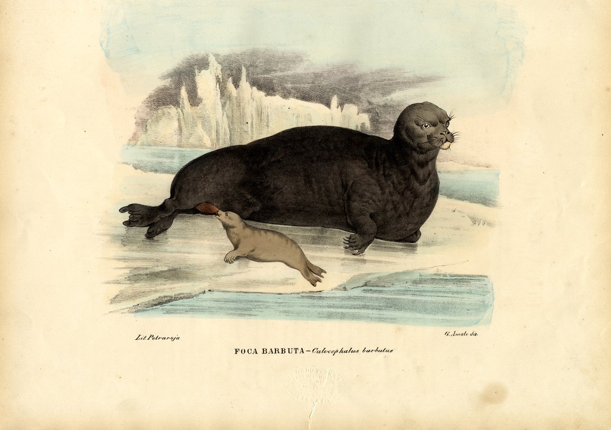 Pieczęć brodaty, 1863-79 autorstwa Raimundo Petraroja