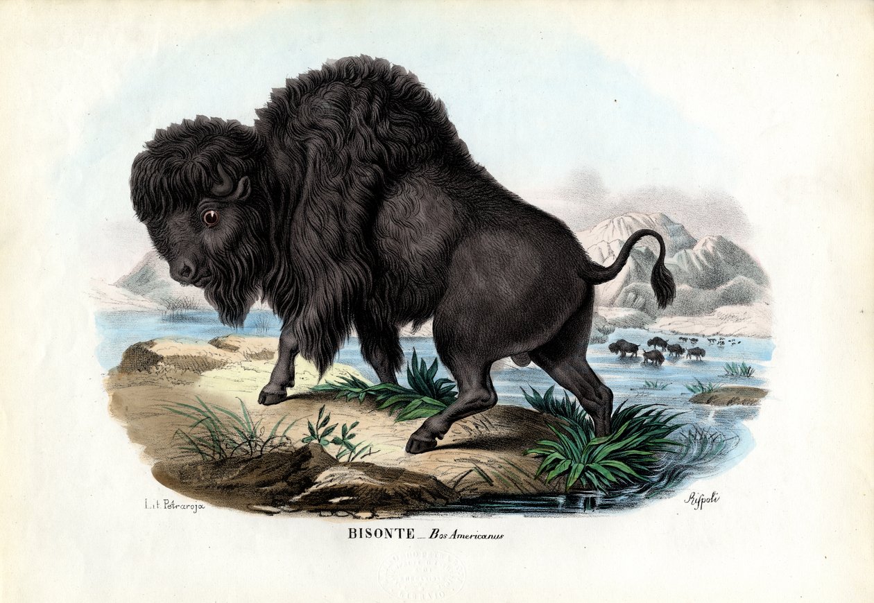 Żubr, 1863-79 autorstwa Raimundo Petraroja