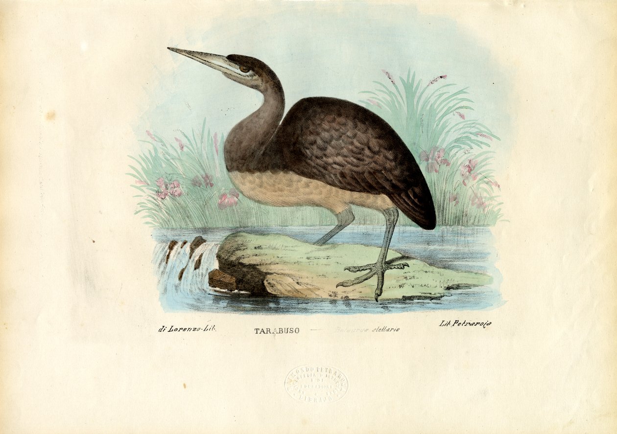 Bąk, 1863-79 autorstwa Raimundo Petraroja