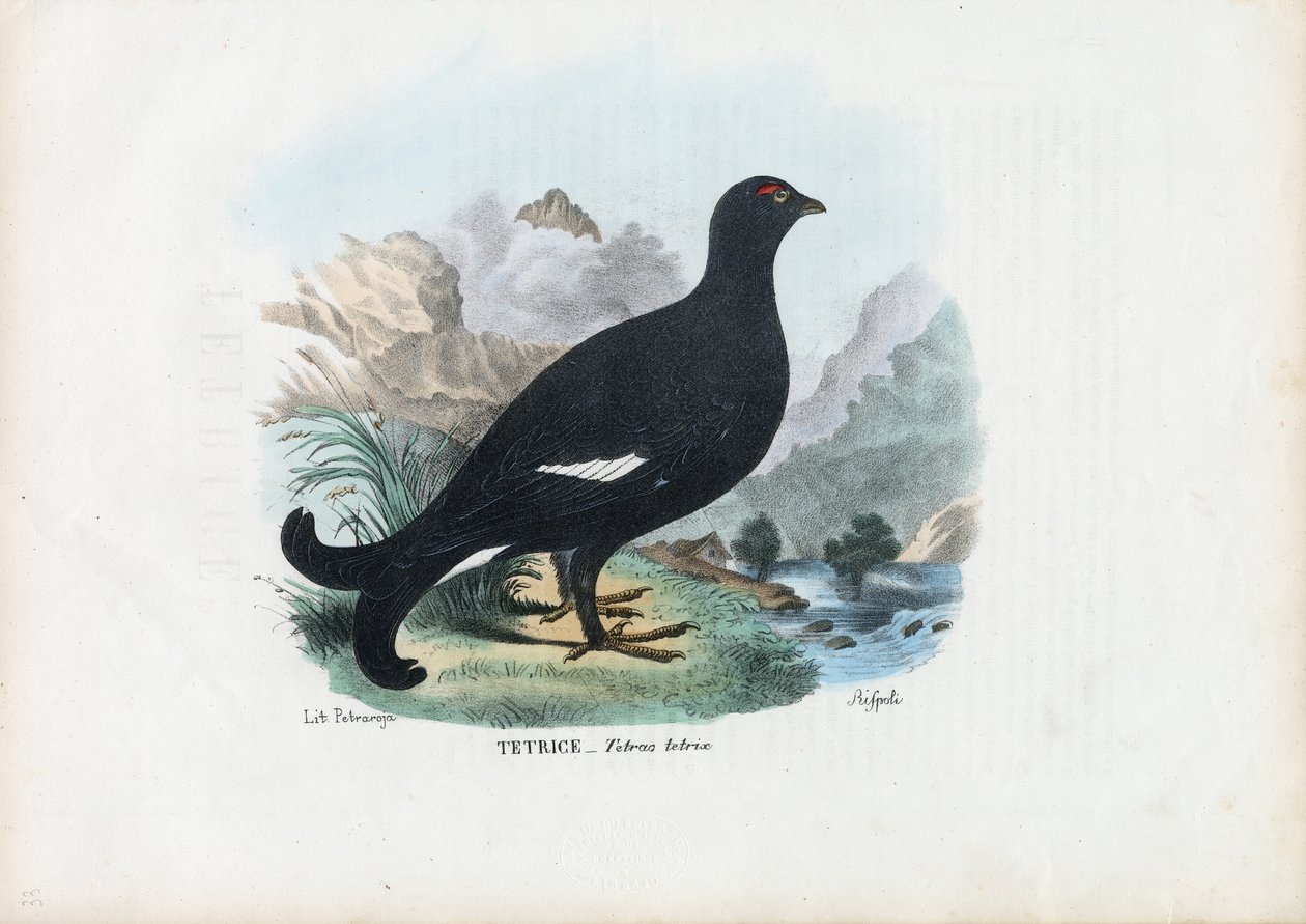 Cietrzew, 1863-79 autorstwa Raimundo Petraroja