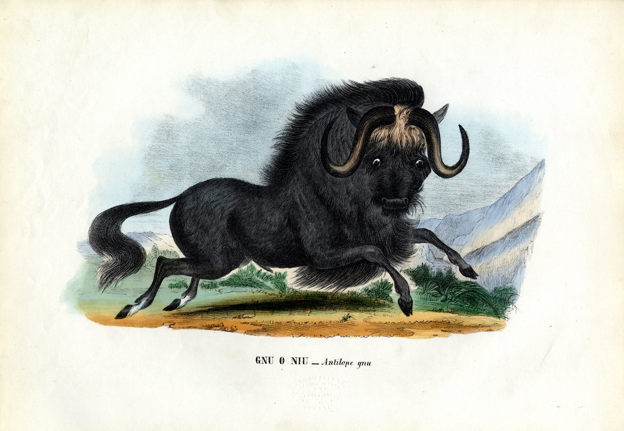 Czarny gnu, 1863-79 autorstwa Raimundo Petraroja
