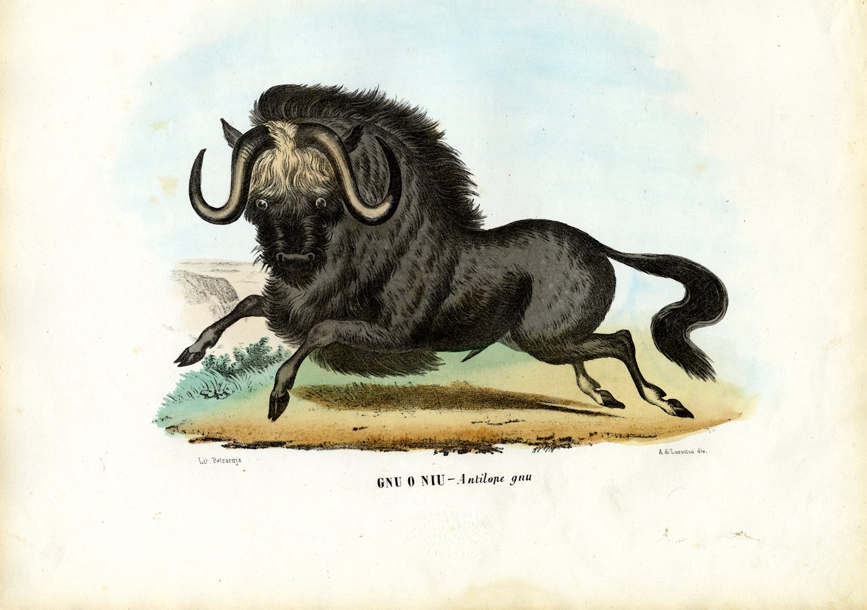 Czarny gnu, 1863-79 autorstwa Raimundo Petraroja