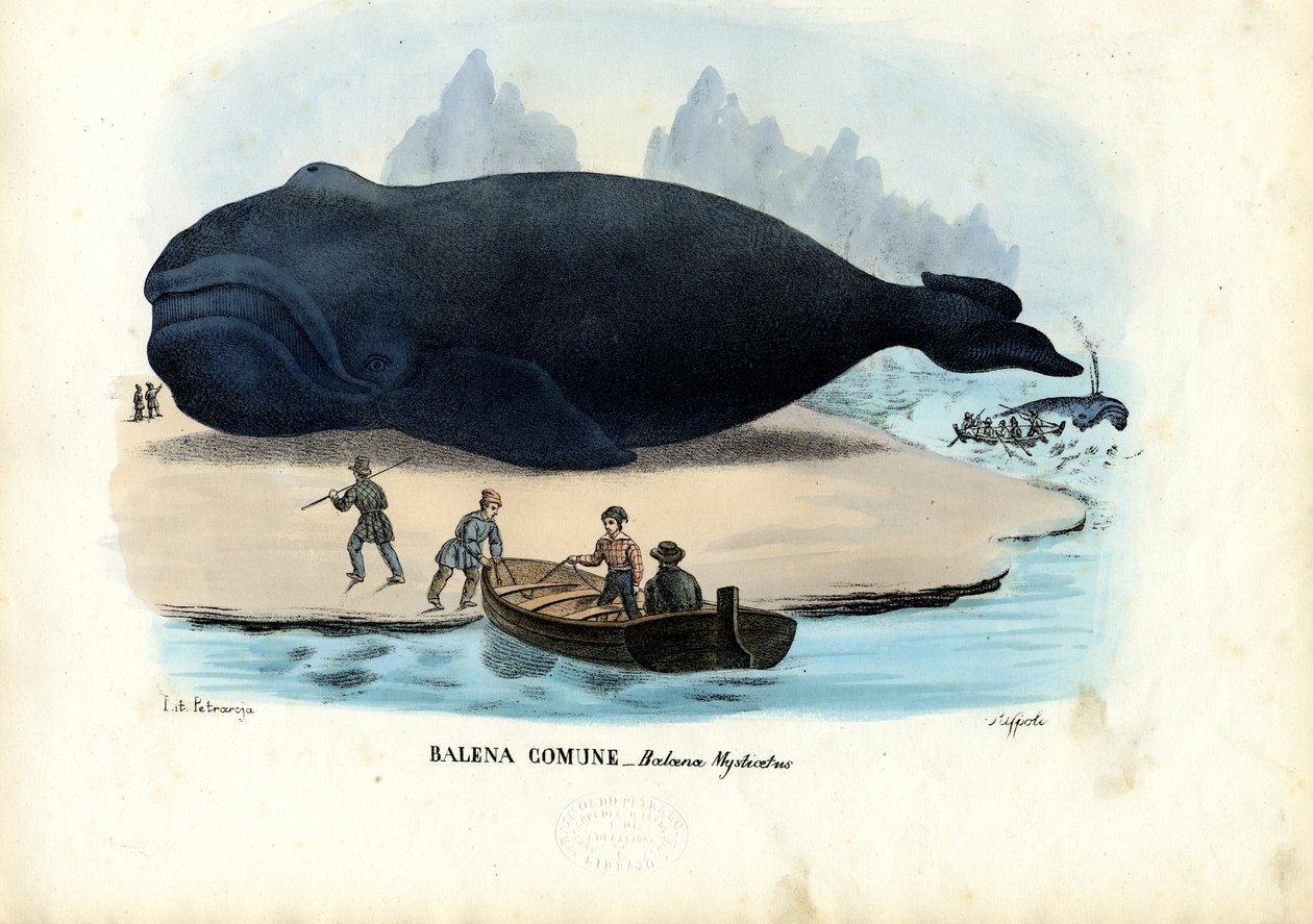 Wieloryb Bowhead, 1863-79 autorstwa Raimundo Petraroja