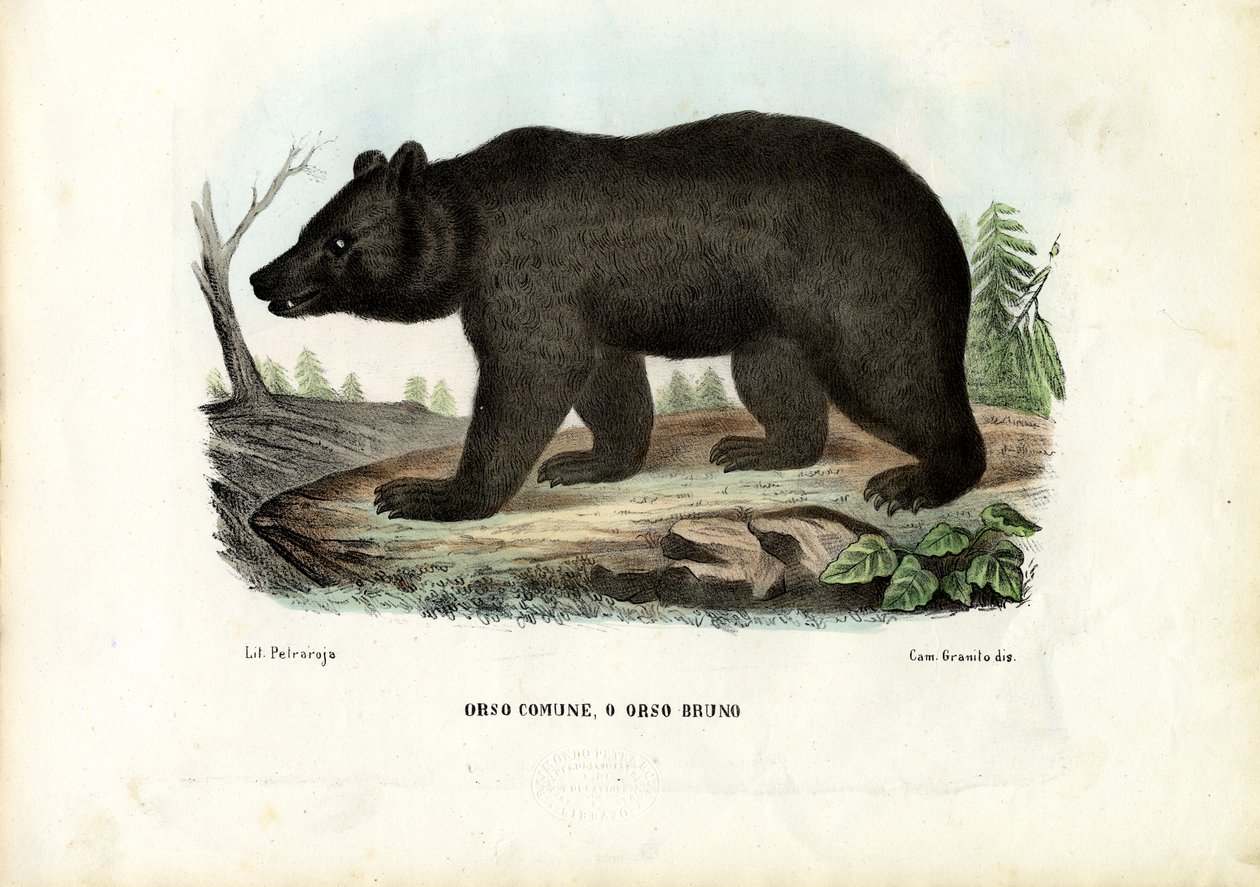 Niedźwiedź brunatny, 1863-79 autorstwa Raimundo Petraroja