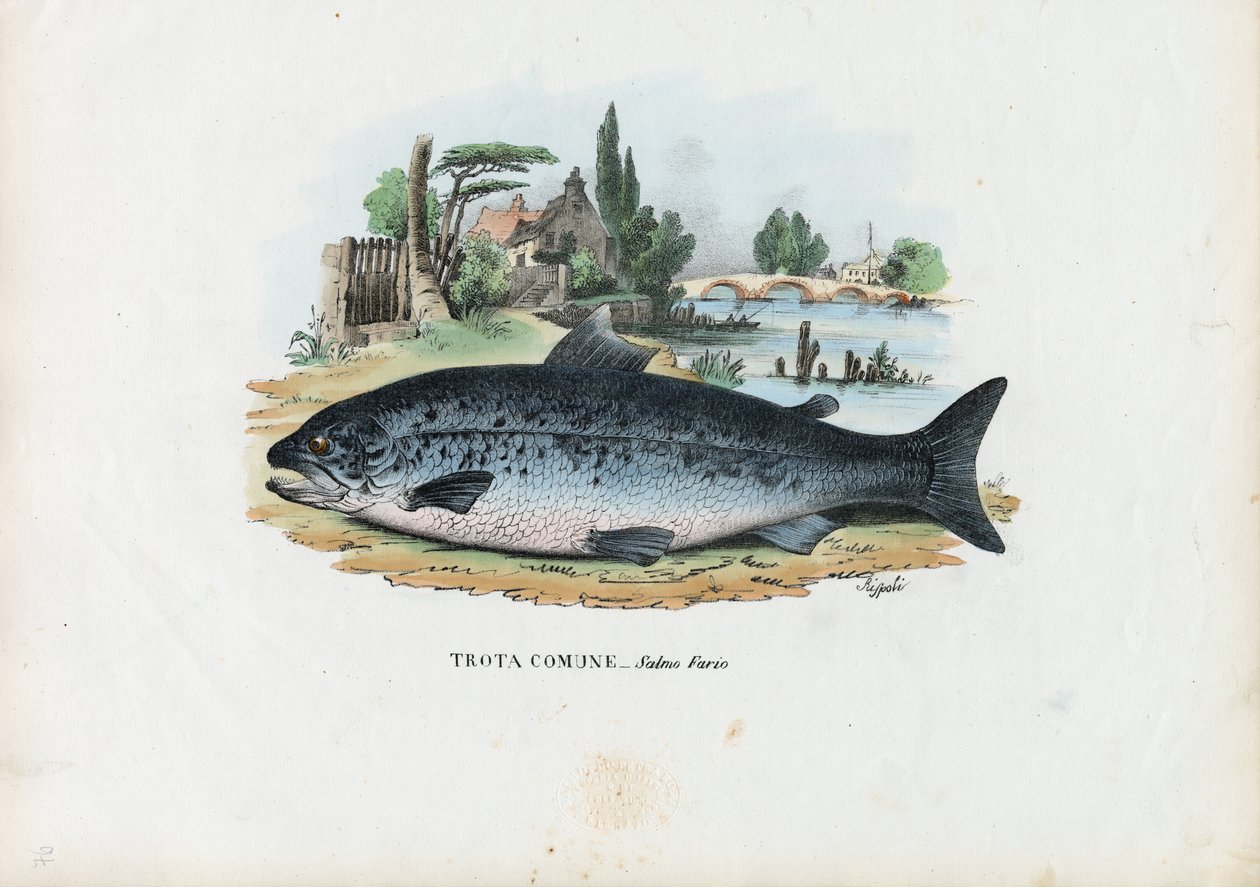 Pstrąg potokowy, 1863-79 autorstwa Raimundo Petraroja