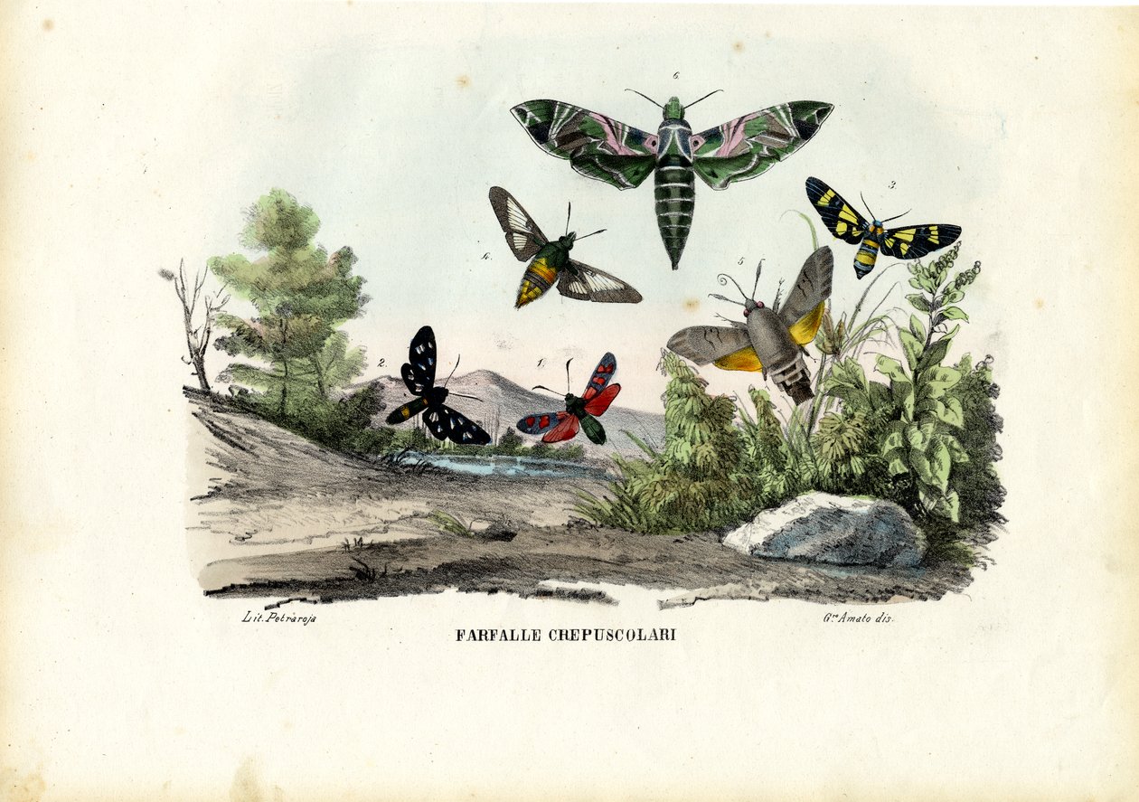 Motyle, 1863-79 autorstwa Raimundo Petraroja