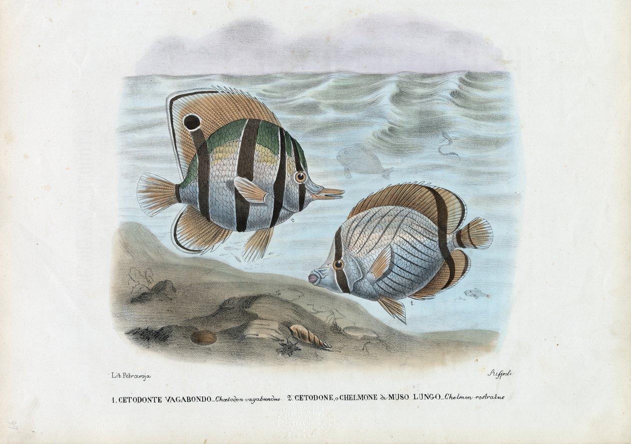 Ryba motylkowa, 1863-79 autorstwa Raimundo Petraroja