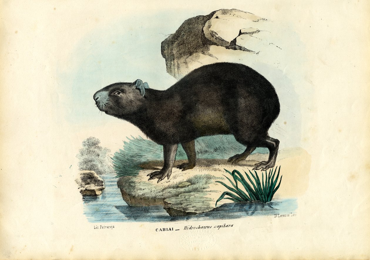 Capibara, 1863-79 autorstwa Raimundo Petraroja