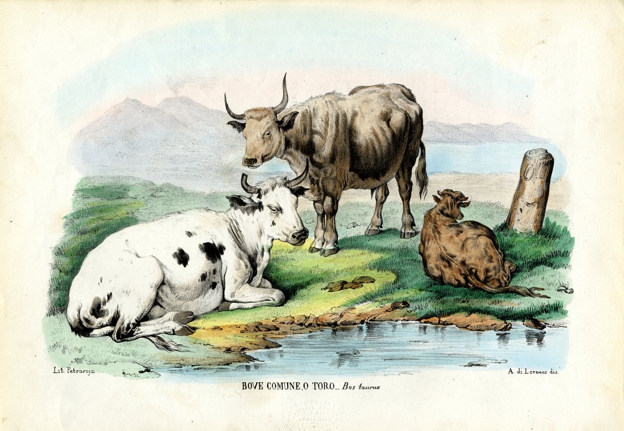 Bydło, 1863-79 autorstwa Raimundo Petraroja