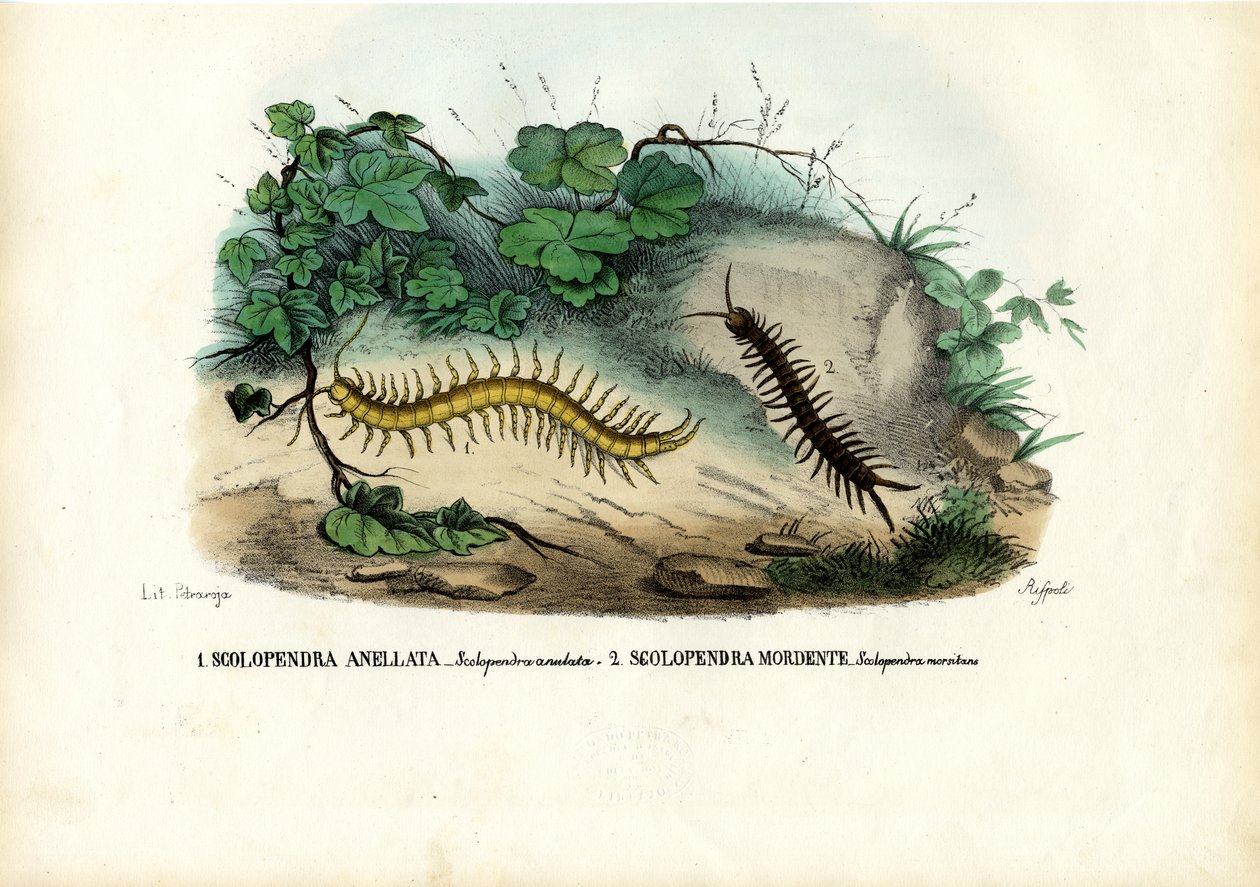 Stonoga, 1863-79 autorstwa Raimundo Petraroja