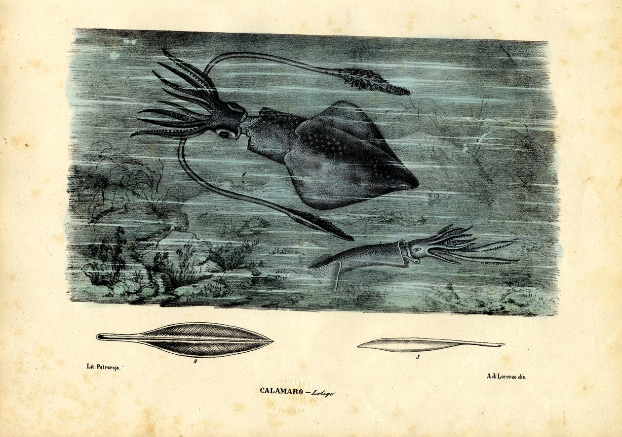 Głowonogi, 1863-79 autorstwa Raimundo Petraroja