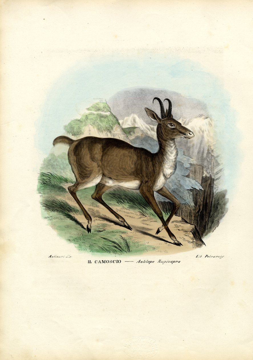 Kozica, 1863-79 autorstwa Raimundo Petraroja